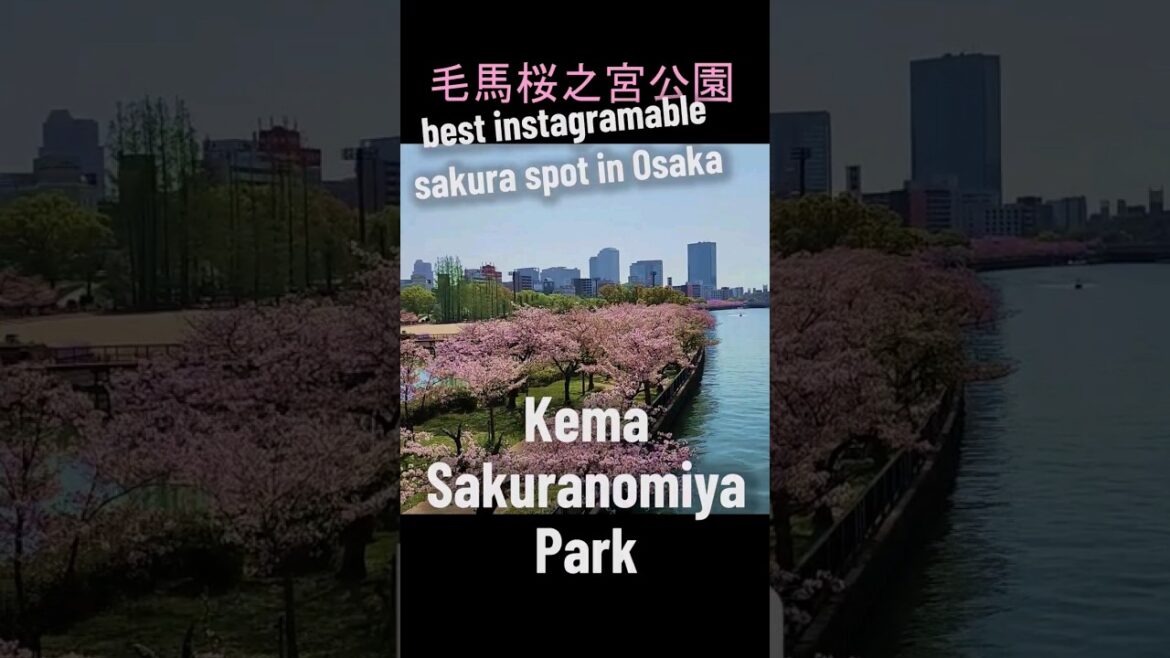 Best Instagramable Cherry Blossom Spot in Osaka 🌸✨