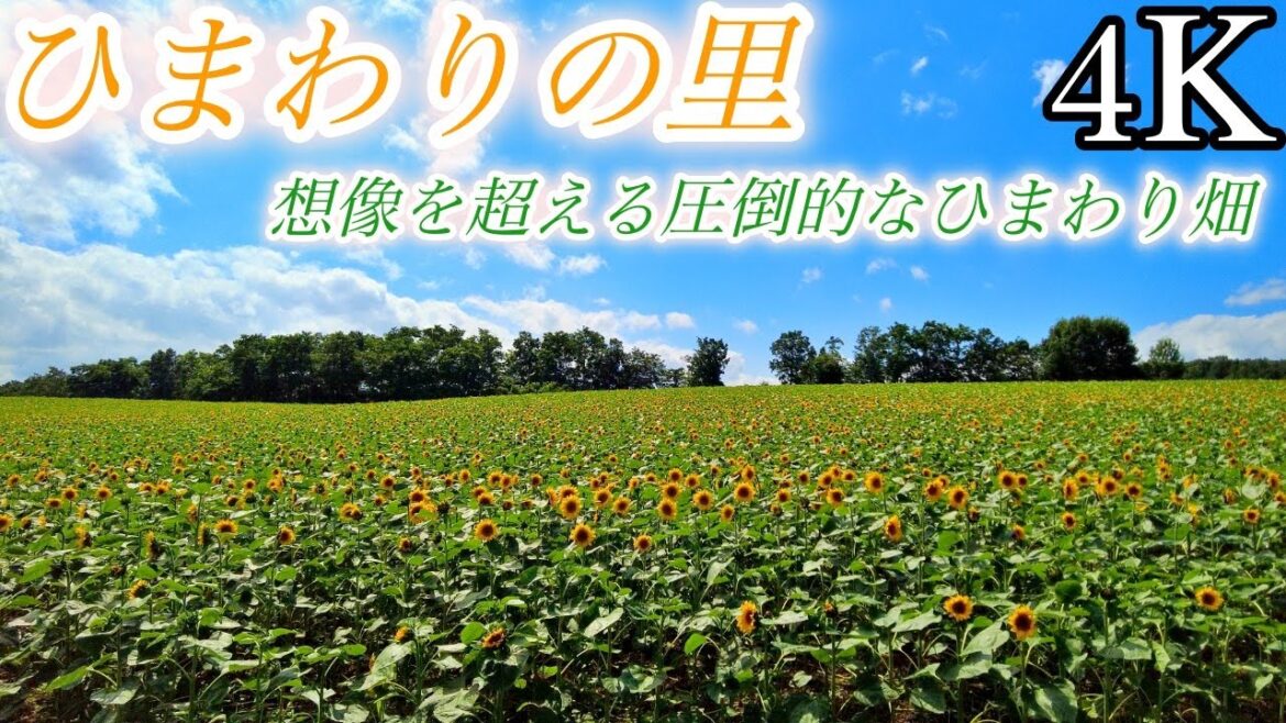 【4K 北海道】広大な土地に200万本のひまわり / 北竜町 園内ガイド 世界のひまわり ひまわり迷路 / Japan Hokkaido Great sunflower Garden 【4K 北海道】広大な土地に200万本のひまわり / 北竜町 園内ガイド 世界のひまわり ひまわり迷路 / Japan Hokkaido Great sunflower Garden