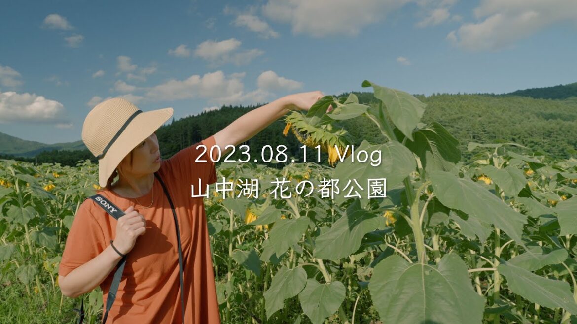 【4K Vlog】We Visited Yamanakako Hana no Miyako Kouen, But the Sunflowers Were Drooping… 【4K Vlog】We Visited Yamanakako Hana no Miyako Kouen, But the Sunflowers Were Drooping...