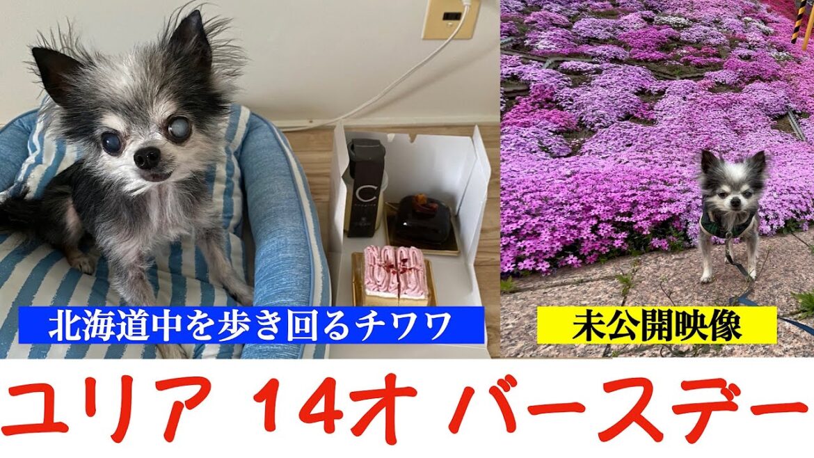 【ユリア14才バースデー記念】1年を振り返る 北海道中を歩きまくるチワワ 未公開映像もあるよ😊 【ユリア14才バースデー記念】1年を振り返る 北海道中を歩きまくるチワワ 未公開映像もあるよ😊