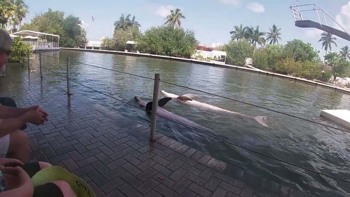 Dolphin Show Theater of the Sea Islamorada, FL May 2022