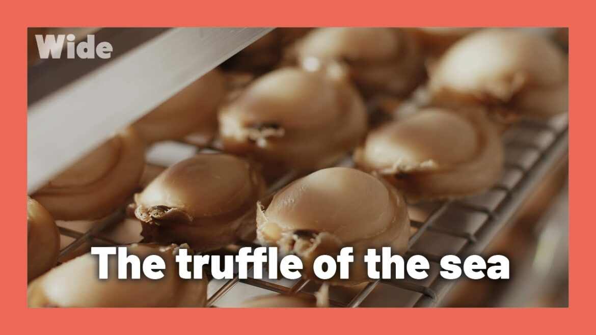 Abalone: one of the rarest seafood in the world I WIDE