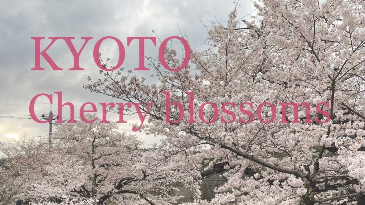 京都の桜🌸一生で一番桜を見た春 場所日付記載 旅程の参考にどうぞ 掲載画像写真AC無料DL可