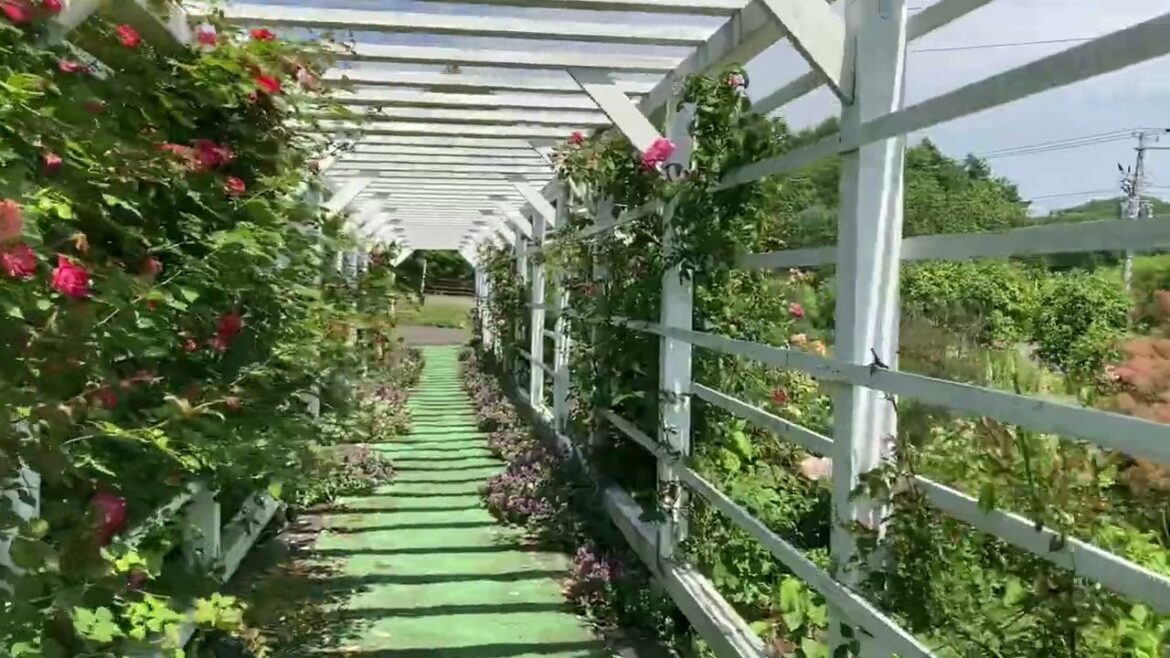 【観光案内ショートver.】 美はらしの丘roseガーデン（バラ園）