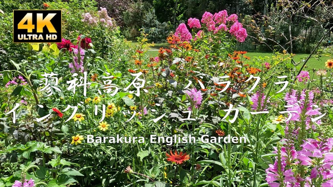 8月の蓼科高原バラクライングリッシュガーデンは良かった。2023/8/18 Tateshina Kogen Barakura English Garden in August was nice. 8月の蓼科高原バラクライングリッシュガーデンは良かった。2023/8/18 Tateshina Kogen Barakura English Garden in August was nice.