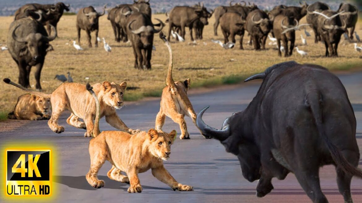 4K African Wildlife: Nairobi National Park – The Most Fascinating Animal Moments With Real Sounds 4K African Wildlife: Nairobi National Park - The Most Fascinating Animal Moments With Real Sounds