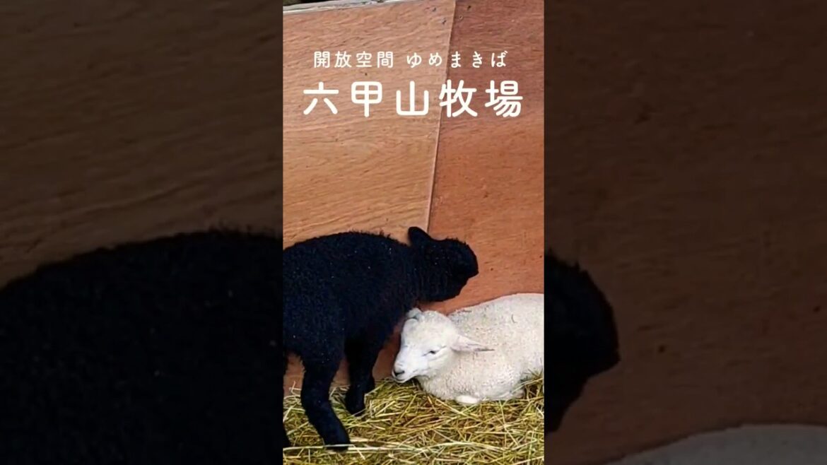 子羊たち #可愛い #六甲山牧場 #神戸 #日本旅行