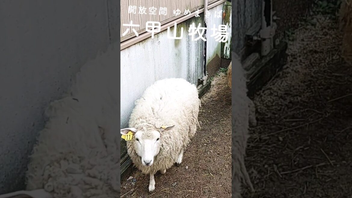 好奇心旺盛な羊🐑 #好奇心 #羊 #六甲山牧場 #神戸 #日本