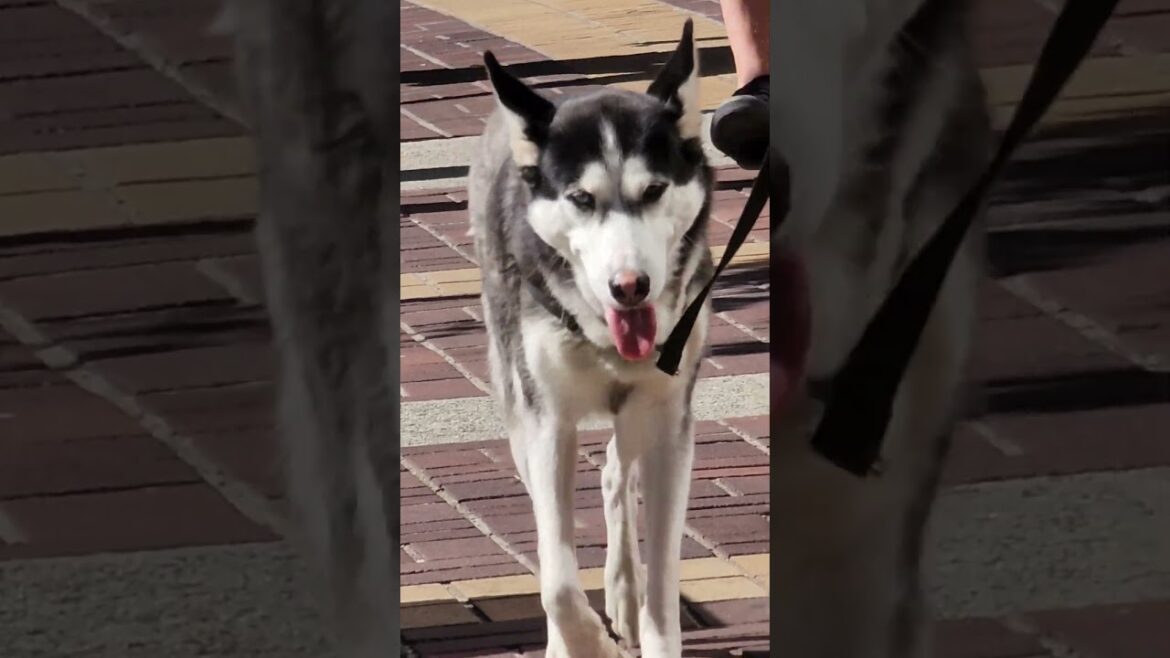 HUSKY LOOKING FOR LABRADOR AKITA WELSH CORGI BULLDOG ST BERNARD