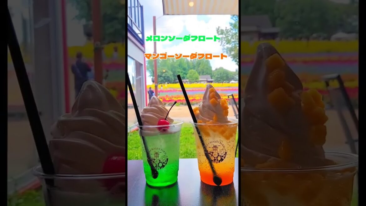 広島・世羅　ひまわりまつり　 #vlog #広島 #hitひろしま観光大使 #japan