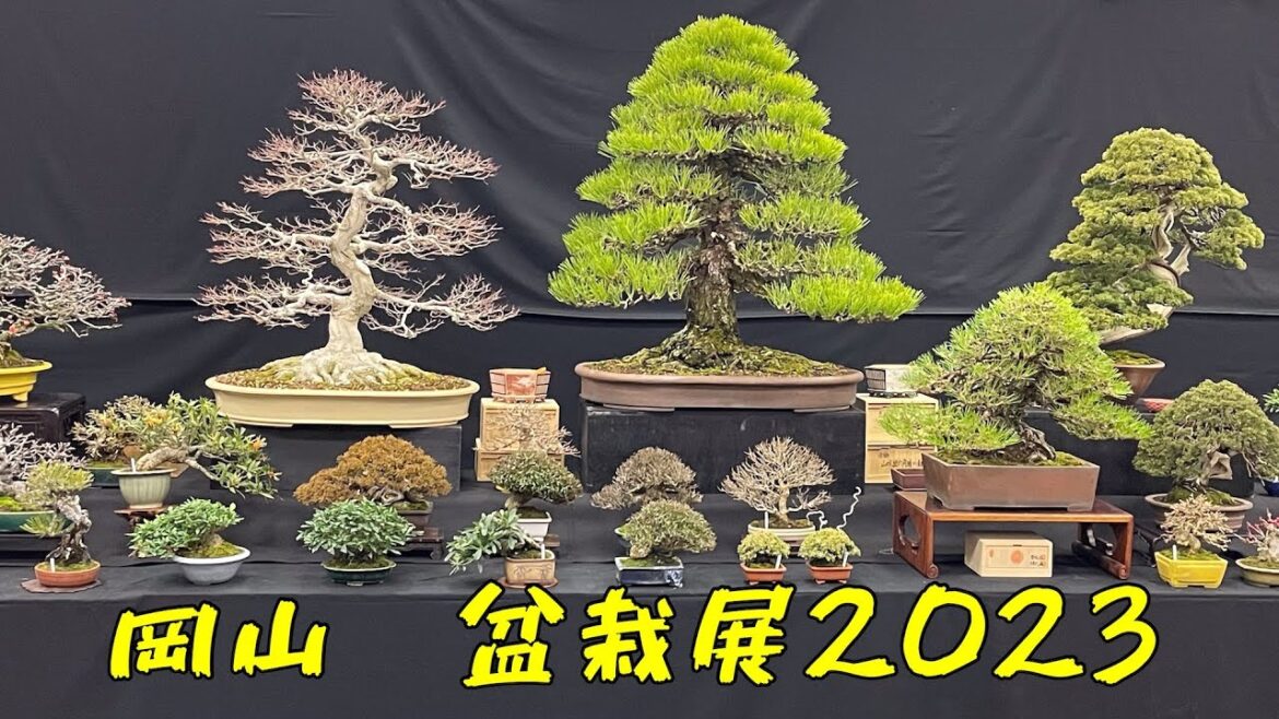 Okayama Japan Bonsai Show 2023 岡山盆栽展