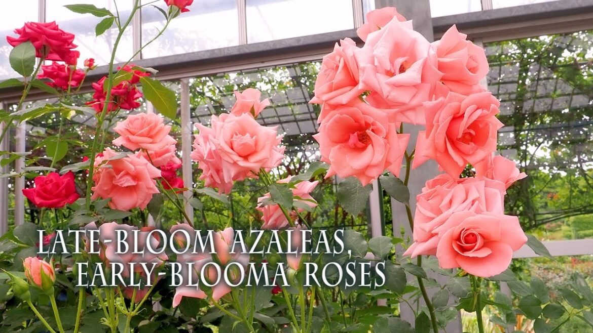 Late-bloom Azaleas, Early-blooma Roses. 遅咲きのツツジ、早咲きのバラ #塩船観音寺 Late-bloom Azaleas, Early-blooma Roses. 遅咲きのツツジ、早咲きのバラ #塩船観音寺