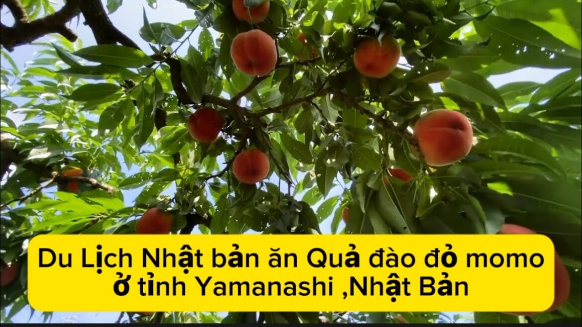Du Lịch Nhật bản ăn Quả đào đỏ momo, ở tỉnh Yamanashi Nhật Bản