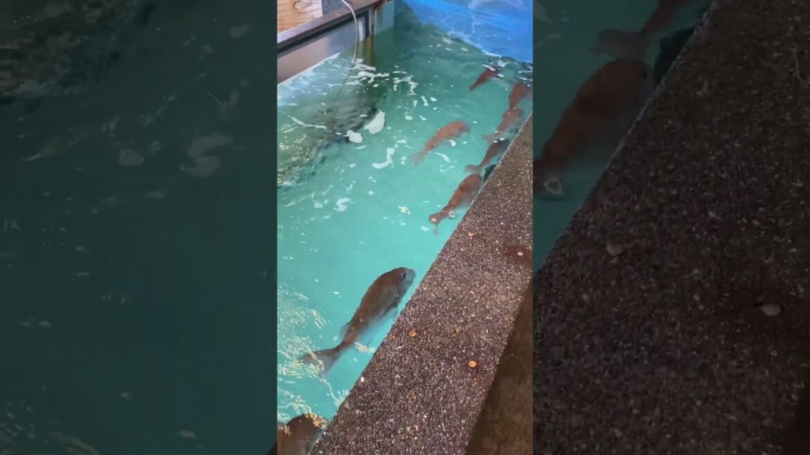 【Gyomu travel】Ushibuka kaisaikan【#japan #kumamoto 】