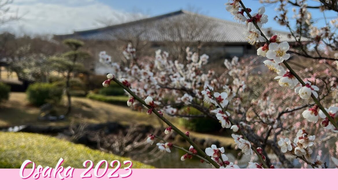 🇯🇵Osaka🇯🇵 🦌 When the World Remains Human and Deer👫🏼 Nara (Part 2) 2023