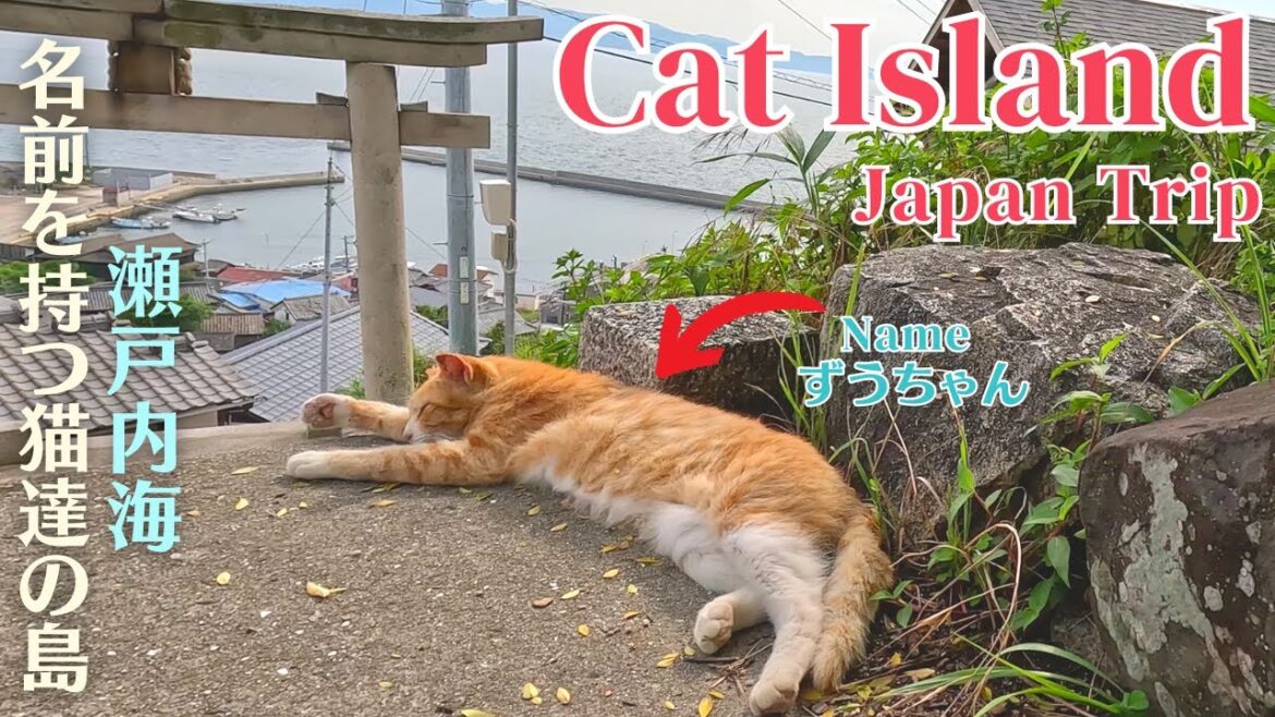 Visiting Cat island in Japan🐱🐈 60 friendly cats and the man who takes care of them. Ogijima / 猫島 Visiting Cat island in Japan🐱🐈 60 friendly cats and the man who takes care of them. Ogijima / 猫島