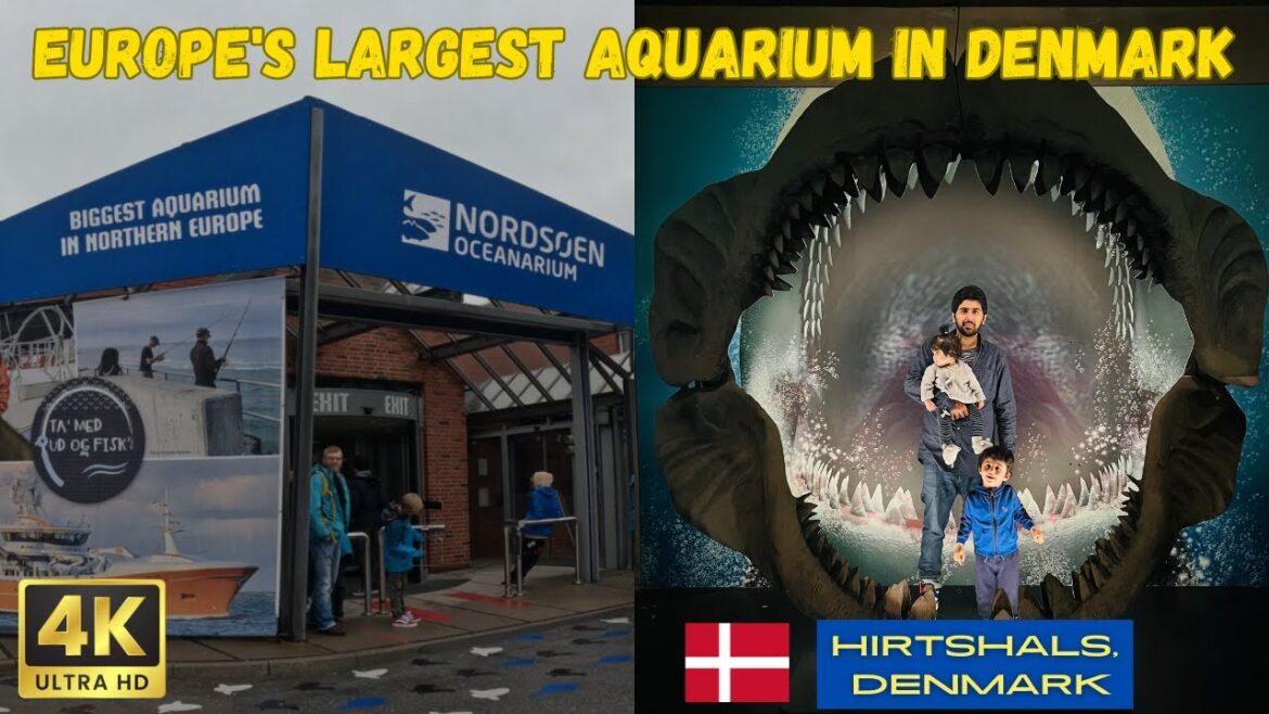 Exploring Denmark's North Sea Oceanarium – Biggest Aquarium in Northern Europe | Vlog In Urdu/Hindi