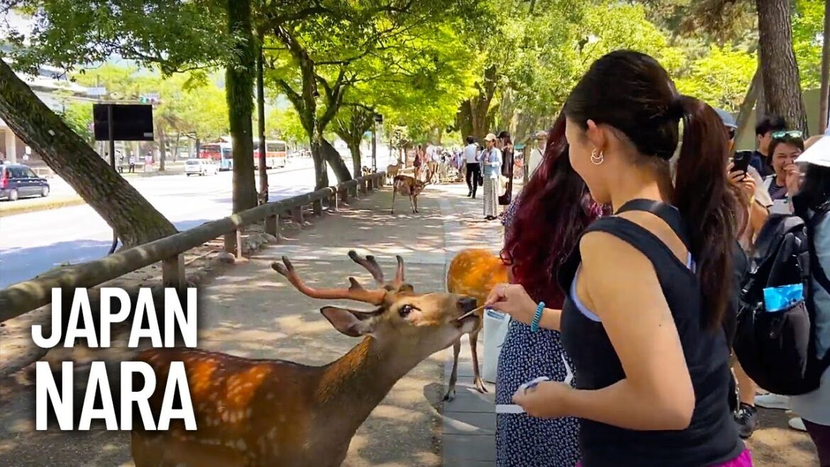 Nara (奈良市) Japan & Nara Deer Park (奈良公園) – Walking Tour 2023 Nara (奈良市) Japan & Nara Deer Park (奈良公園) - Walking Tour 2023