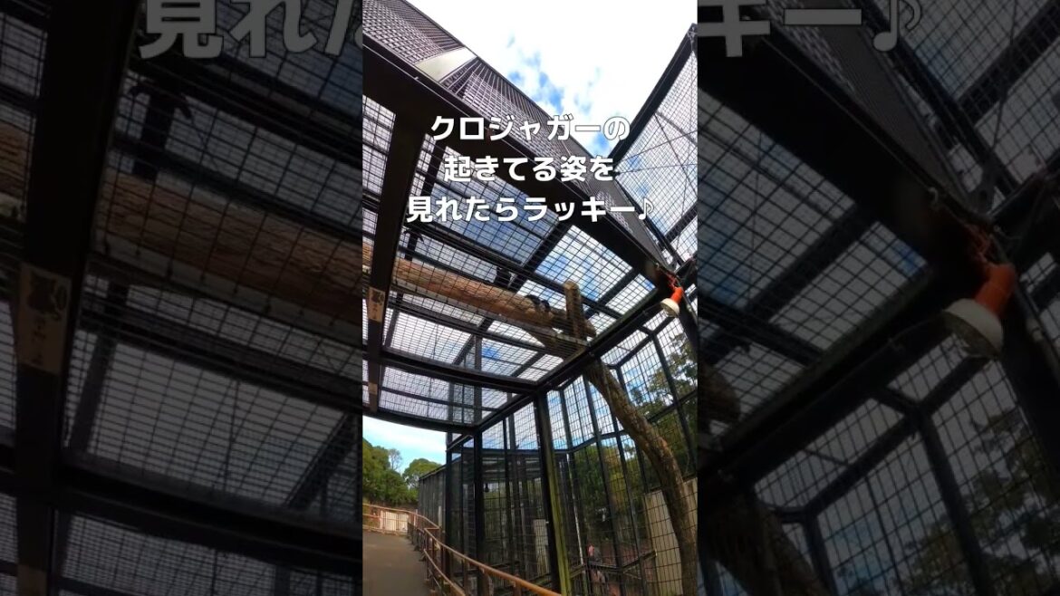 【鹿児島観光】九州でコアラがいるのはココだけ★平川動物公園は大迫力の大満足で間違いなし♪ #shorts 【鹿児島観光】九州でコアラがいるのはココだけ★平川動物公園は大迫力の大満足で間違いなし♪ #shorts
