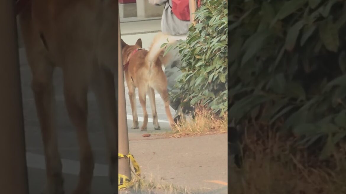 AKITA SCRATCHING ITS BACK