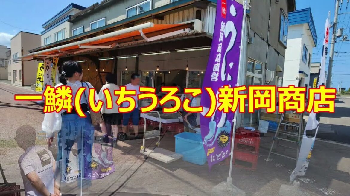 北海道余市町の一鱗(いちうろこ)新岡商店で食べたキタムラサキウニのウニ丼は美味しかった、エゾバフンウニが品切れだったのが残念！Hokkaido trip.