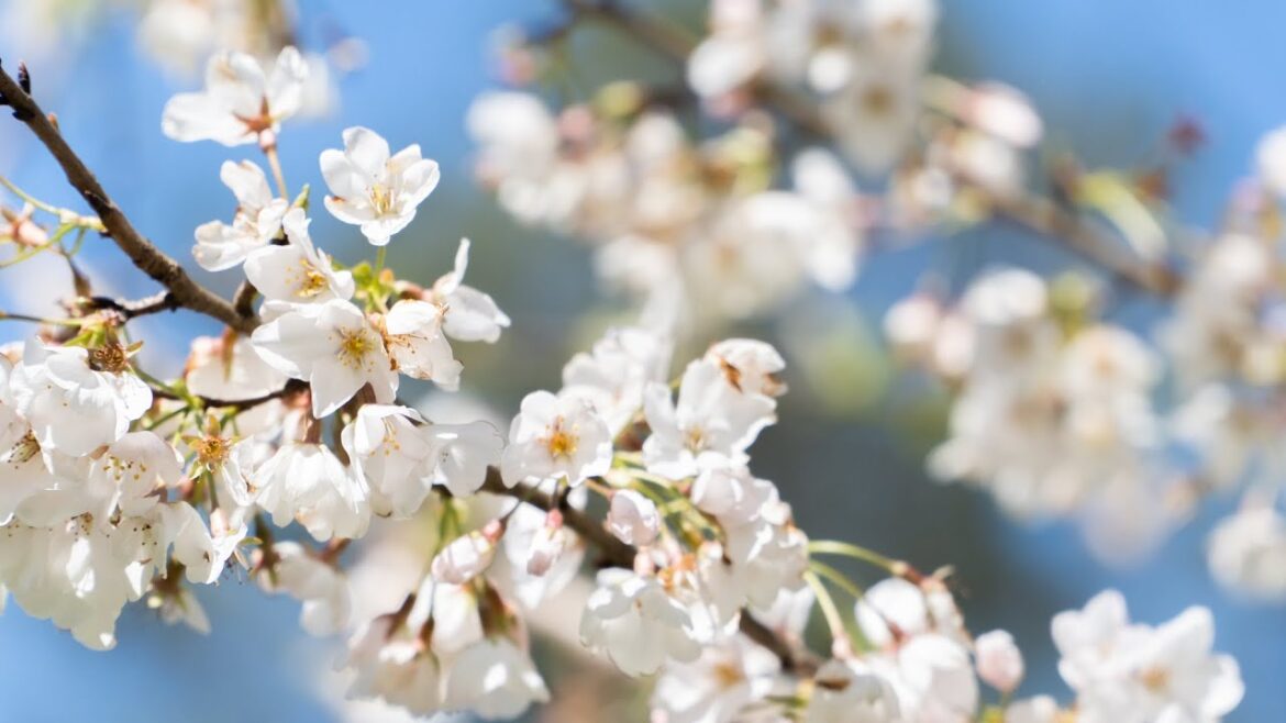 Gibbs Garden tour during early spring