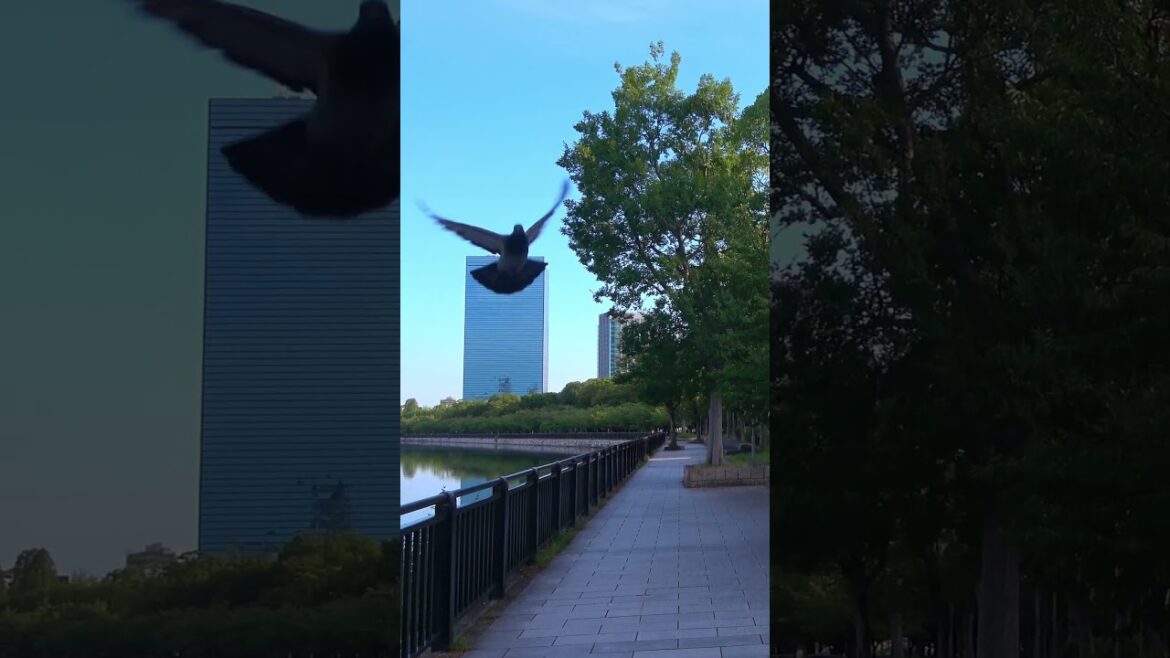 Summer morning walk at Osaka Castle – Osaka – 1 #shorts #walking #japantravel Summer morning walk at Osaka Castle - Osaka - 1 #shorts #walking #japantravel