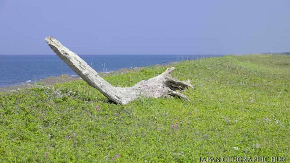 JG8KHDR 北海道 コムケ湖原生花園 一面のナデシコに癒される Hokkaido,Komukeko Wild Flower Reserve
