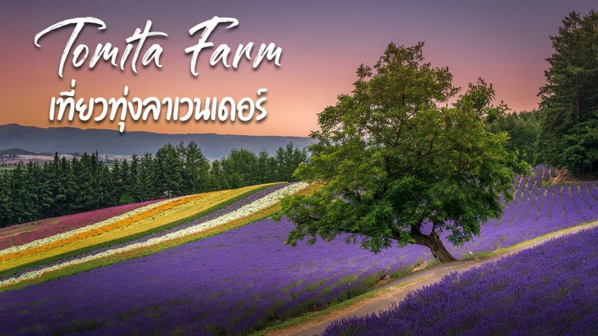 เที่ยว Tomita Farm, Furano, Biei, Hokkaido หน้าร้อน EP1 | ทุ่งลาเวนเดอร์ สวยที่สุดแห่งฮอกไกโด
