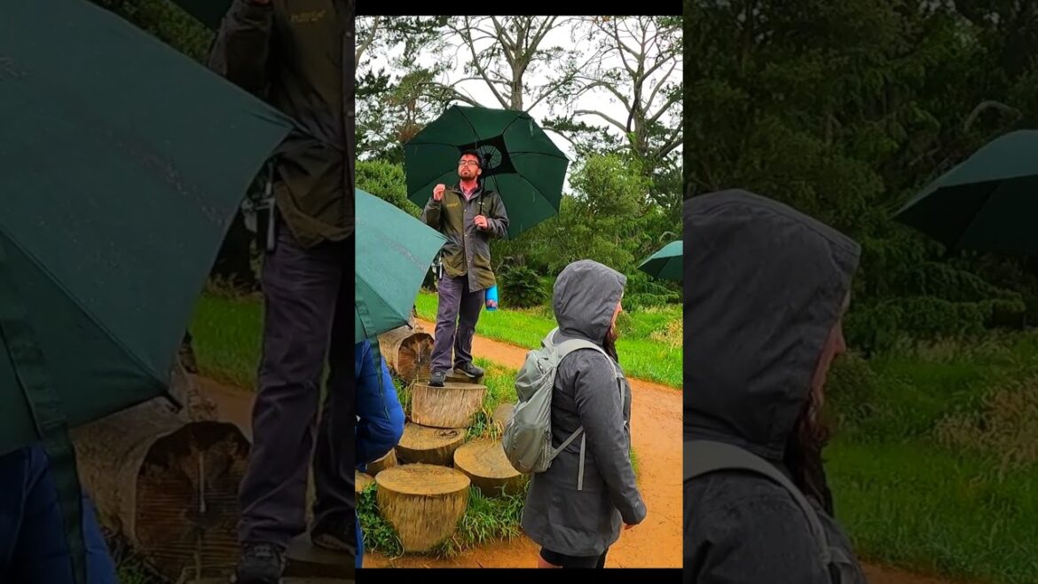 They did what to the frogs in The Hobbit!! #mylifeinokinawa #hobbiton #lordoftherings