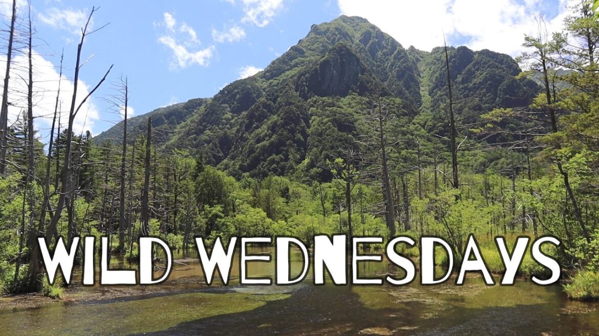 Wild Wednesdays: Kamikochi Day 1  (Nagano) | Hiking in Japan