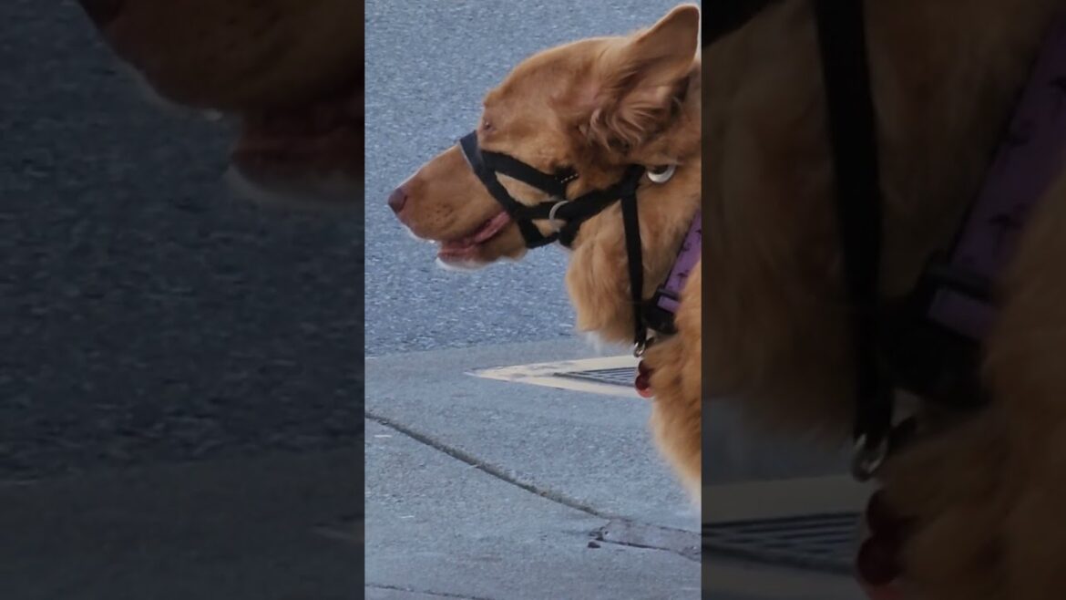 GOLDEN LABRADOR LOOKING FOR AKITA