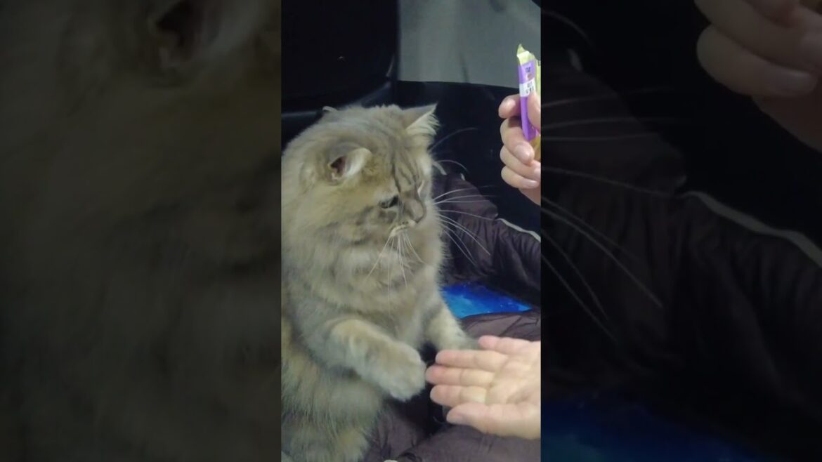 お手だけで全てを乗り切ろうとする猫　#shorts