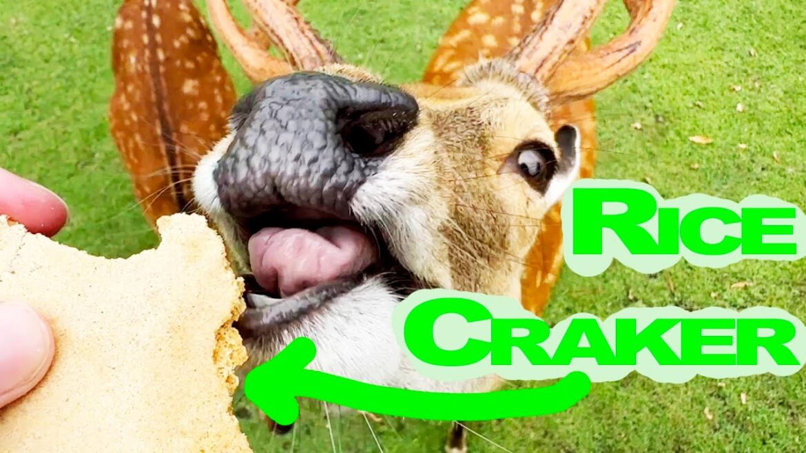 Feeding "Bowing" Deer in Japan