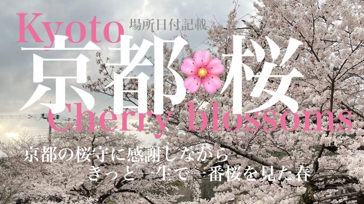✈︎ Kyoto Trip🌸京都の桜🌸一生で一番桜を見た春|場所日付記載|旅程の参考にどうぞ|掲載画像写真AC無料DL可 ✈︎ Kyoto Trip🌸京都の桜🌸一生で一番桜を見た春|場所日付記載|旅程の参考にどうぞ|掲載画像写真AC無料DL可