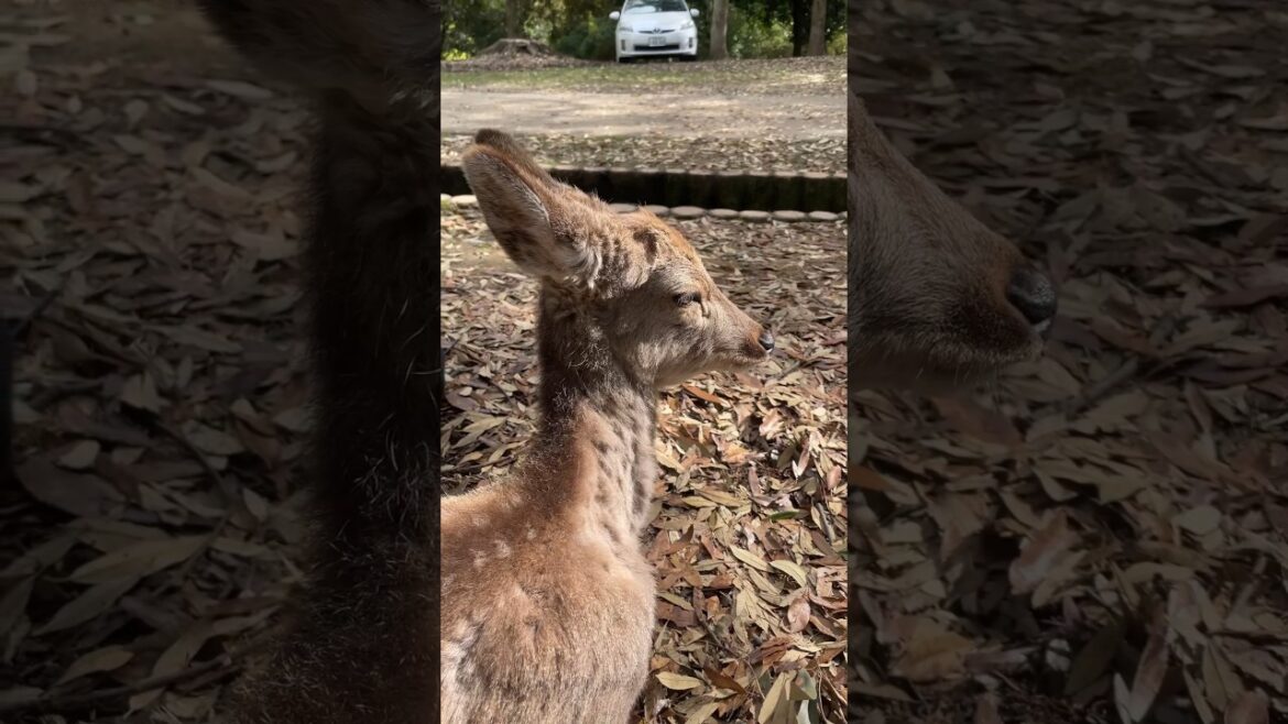 Cute Deers in Nara Park | Nara, Japan #japan #travel