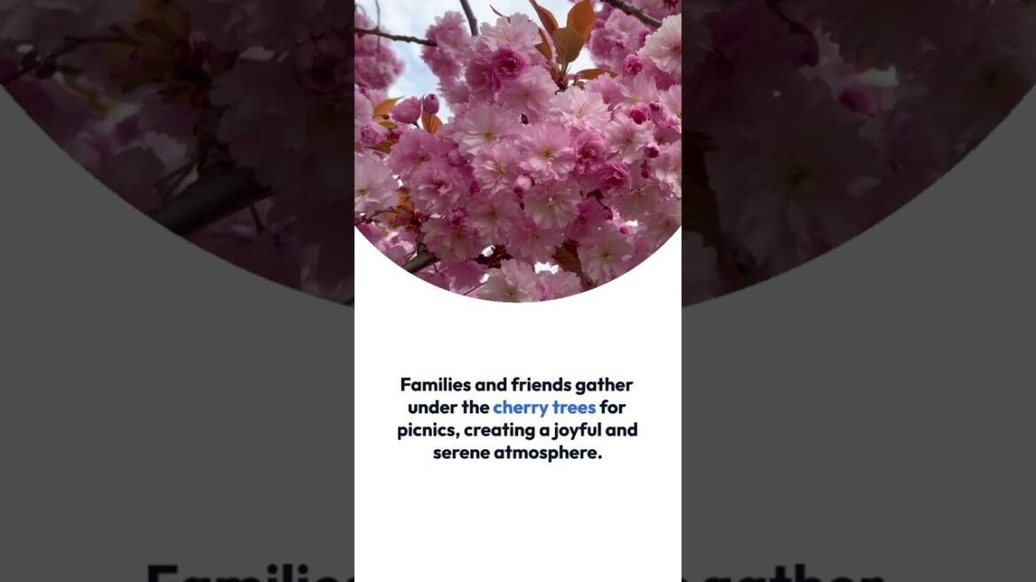 🌸✨Sakura Dreams🌸✨ Part 1 #japan