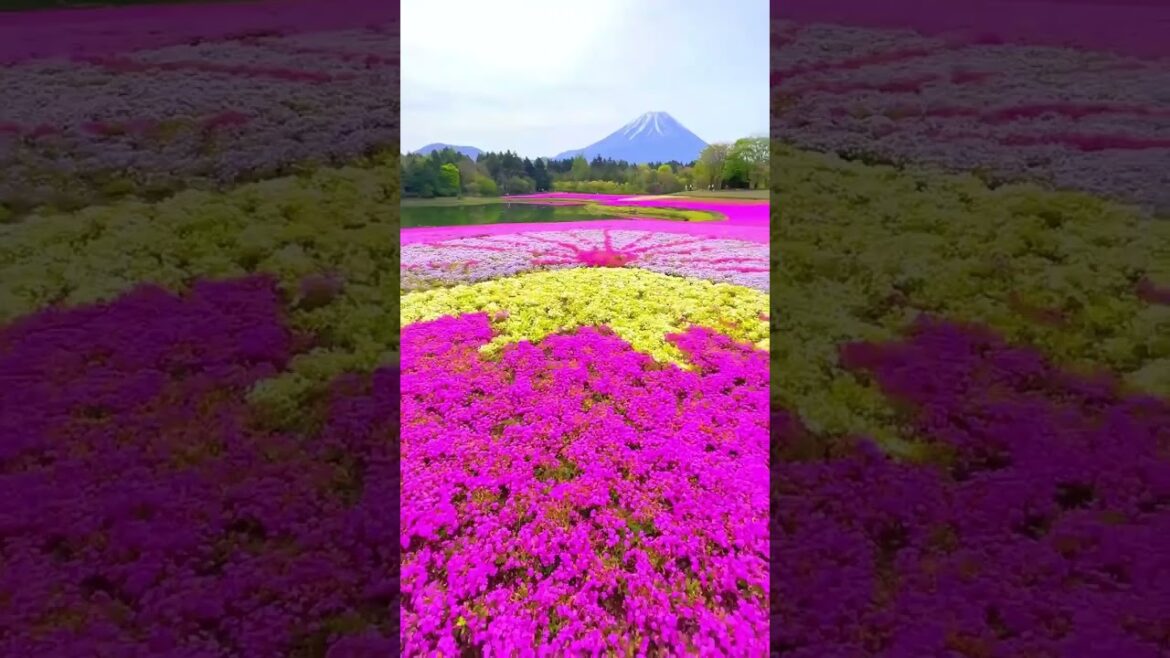 Walking into Paradise😍😍❤️💯 Japan #nature #travel #travelvlog  #waterfall Walking into Paradise😍😍❤️💯 Japan #nature #travel #travelvlog  #waterfall