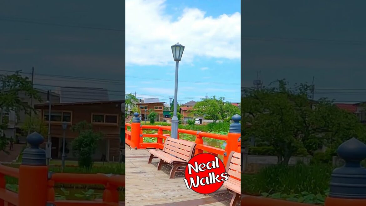 Japanese Red Bridge over Lotus Ponds