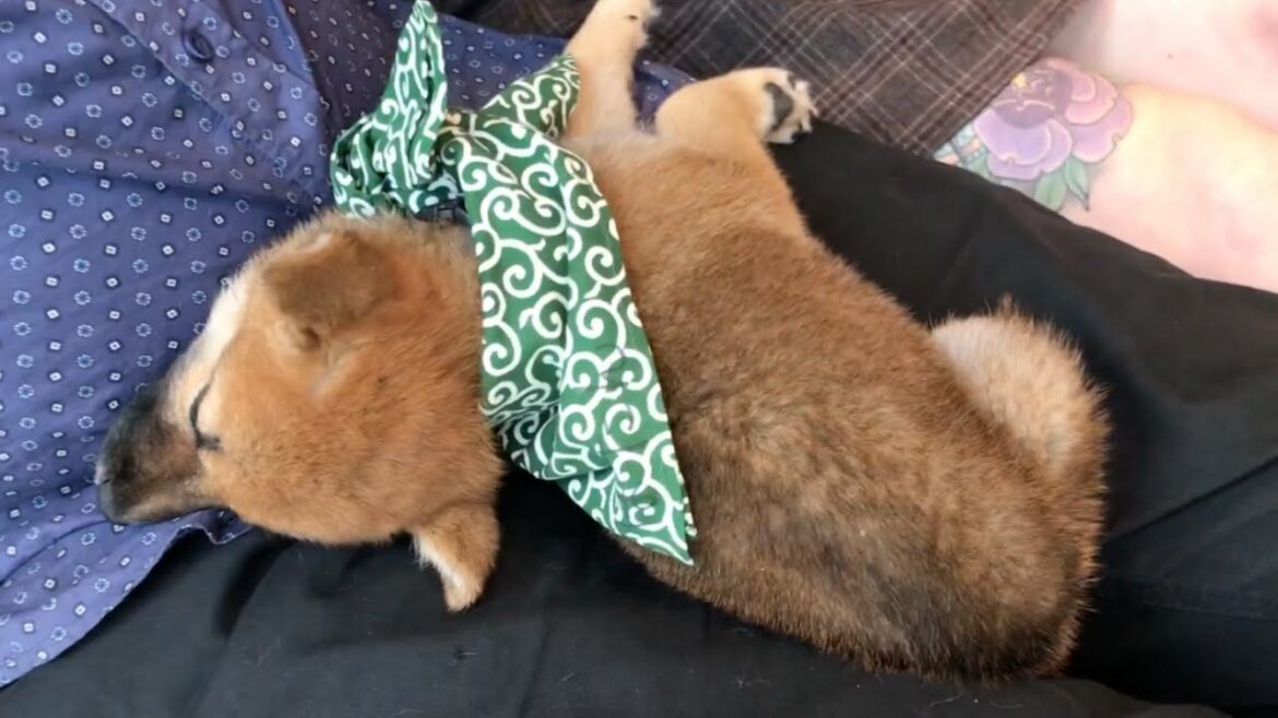 Shiba puppy falls asleep on lap at Shiba Inu & Owl café in Harajuku! | Japan Highlights Shiba puppy falls asleep on lap at Shiba Inu & Owl café in Harajuku! | Japan Highlights