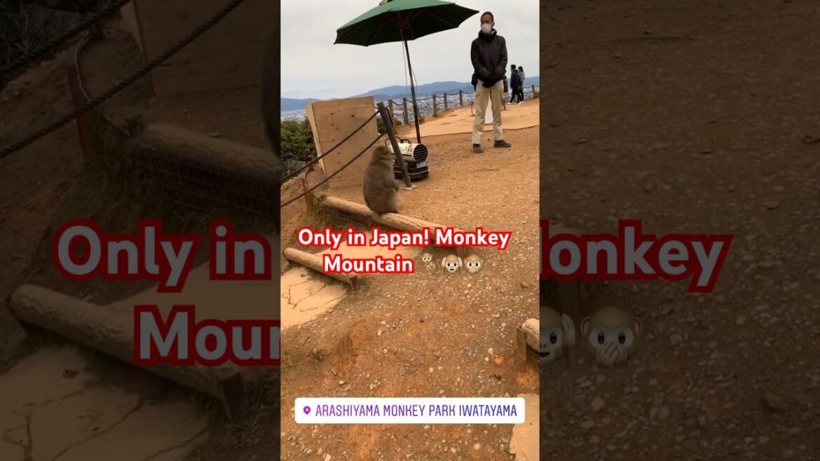 Kyoto's Monkey Mountain Village: The Coolest Place In Japan! #japan