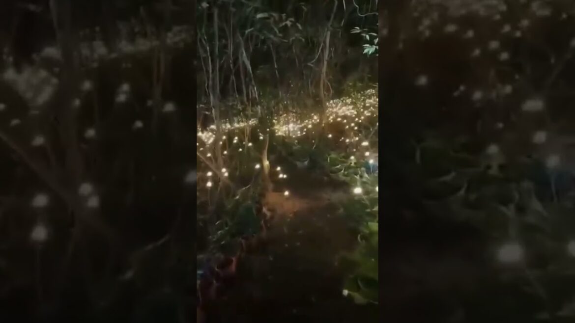 Forest of fireflies in Japan. A unique spectacle!