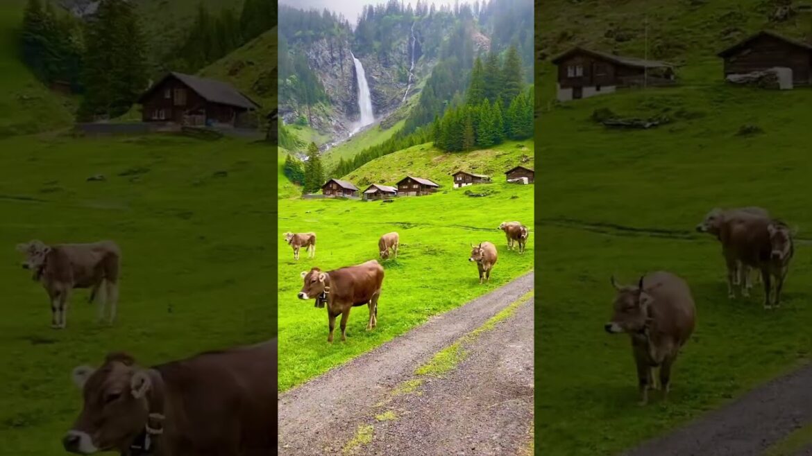 Switzerland🇨🇭 the beauty #shorts #switzerland  #travel #vacation Switzerland🇨🇭 the beauty #shorts #switzerland  #travel #vacation