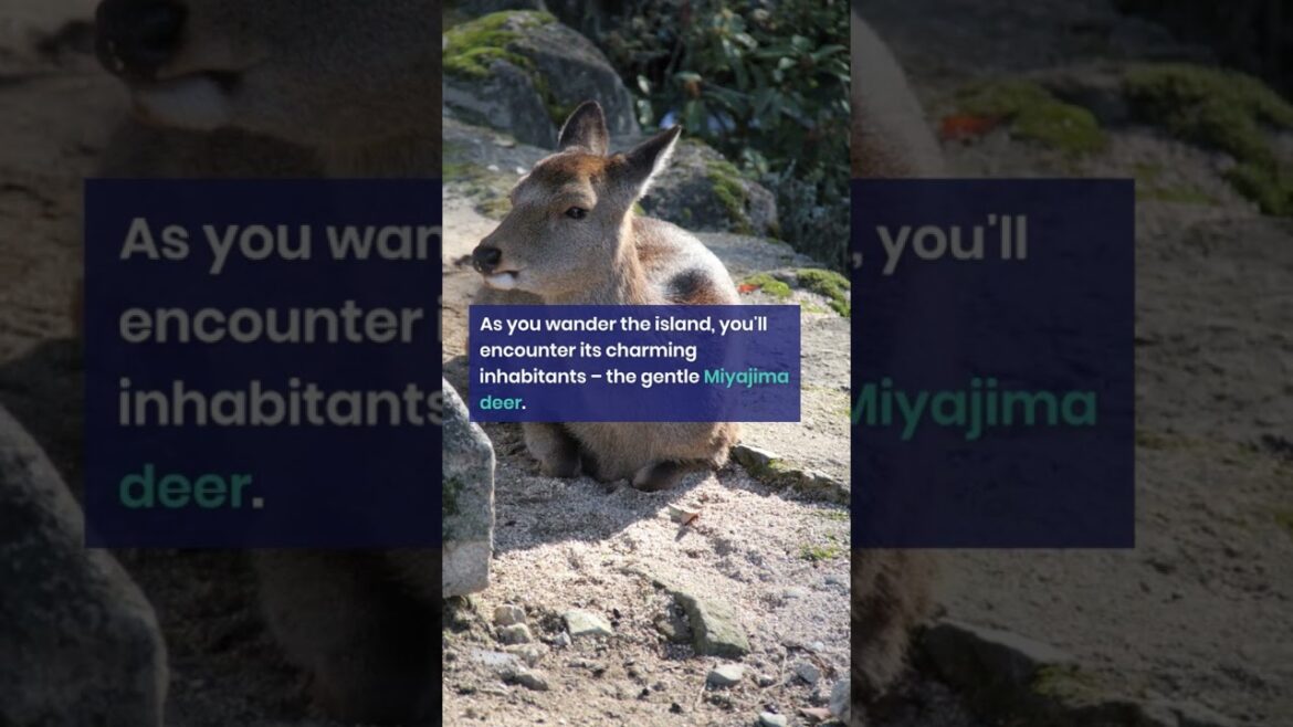 ⛩️🏞️Miyajima⛩️🏞️ #japan ⛩️🏞️Miyajima⛩️🏞️ #japan