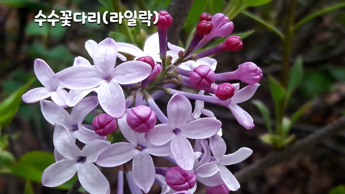 98편 수수꽃다리 라일락 꽃말은 달콤한 첫사랑의 추억, 우애 98편 수수꽃다리 라일락 꽃말은 달콤한 첫사랑의 추억, 우애