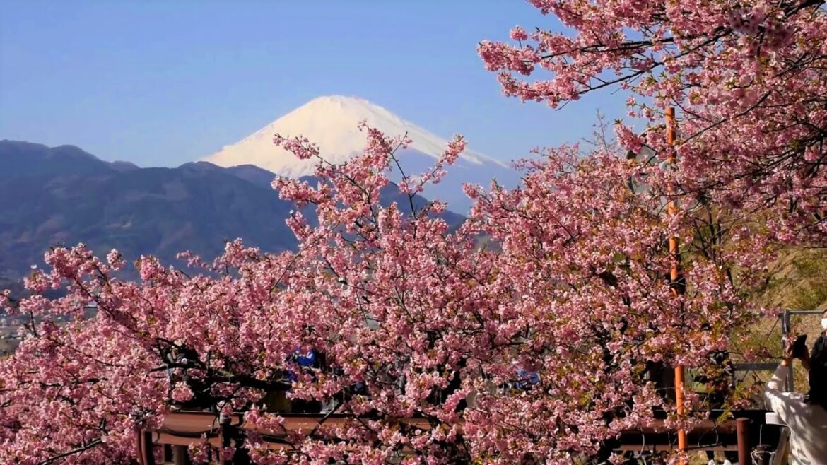 松田山の河津桜見頃2021、富士山と共演も The best time to see Kawazu cherry blossoms,Co-starring with Mt. Fuji 松田山の河津桜見頃2021、富士山と共演も The best time to see Kawazu cherry blossoms,Co-starring with Mt. Fuji