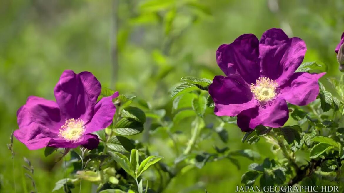 JG8KHDR 北海道 豊北原生花園 Hokkaido,Toyokita Wild Flower Field