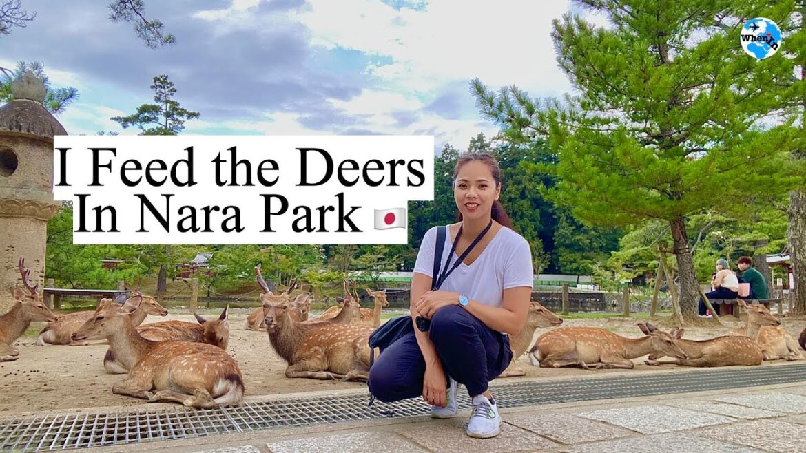 Feeding Deers at Nara Park Feeding Deers at Nara Park