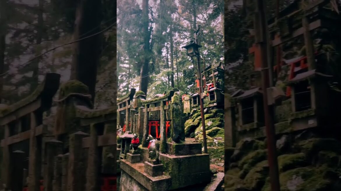 A beleza do Japão #shorts A beleza do Japão #shorts