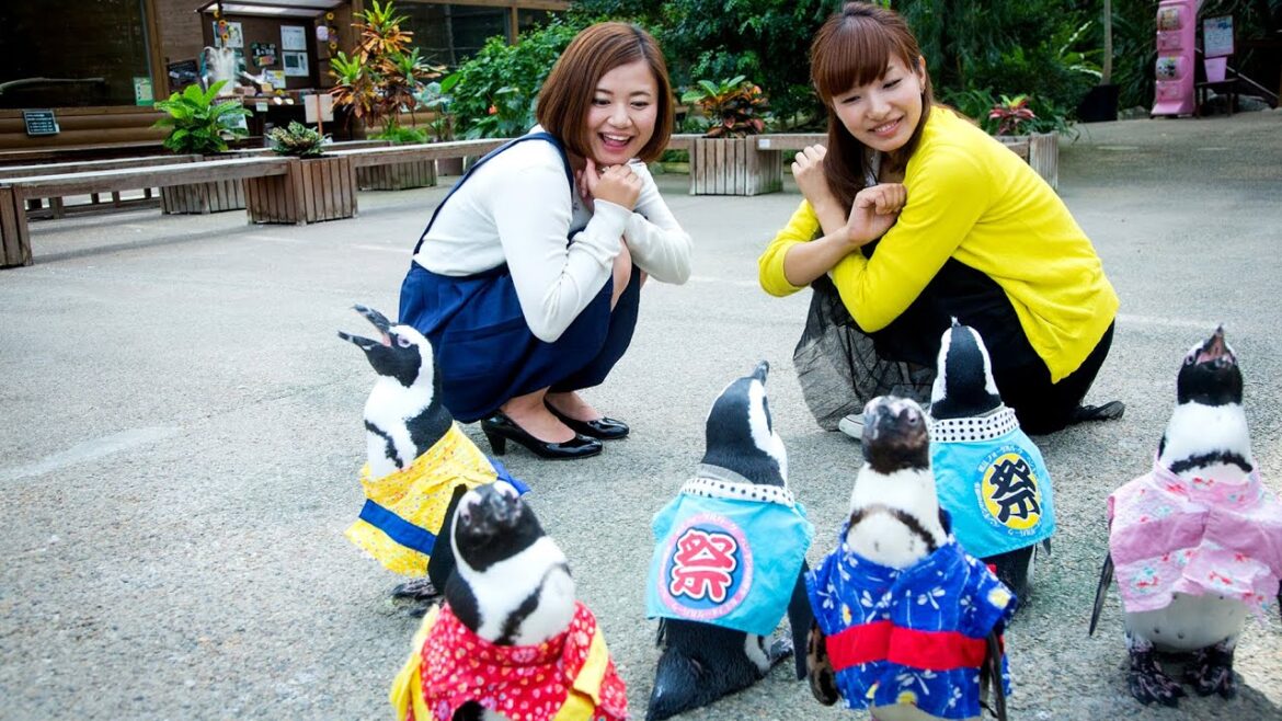 Tottori, Okayama, Shimane, Hiroshima and Yamaguchi on SakuraTV 6pm Aust. & 8pm NZ 12th Saturday Tottori, Okayama, Shimane, Hiroshima and Yamaguchi on SakuraTV 6pm Aust. & 8pm NZ 12th Saturday